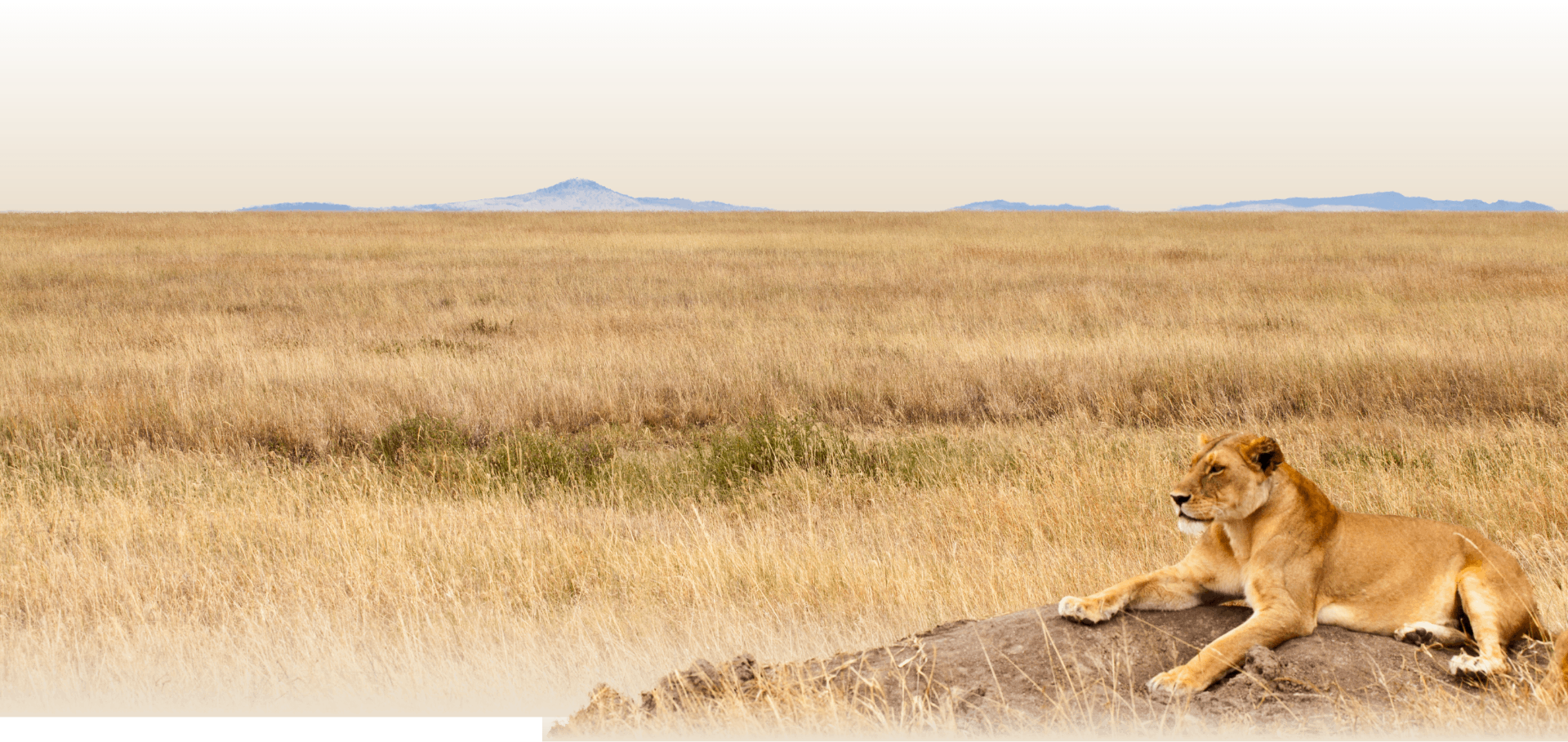 slider image slider image