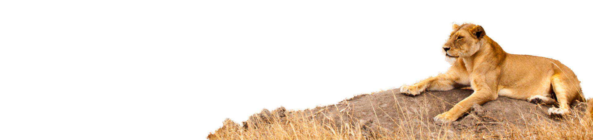 slider image slider image